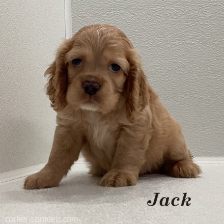 puppy, for, sale, Cocker Spaniel, Joe & Cherri  Overlease, dog, breeder, Miller, MO, dog-breeder, puppy-for-sale, forsale, nearby, find, puppyfind, locator, puppylocator, aca